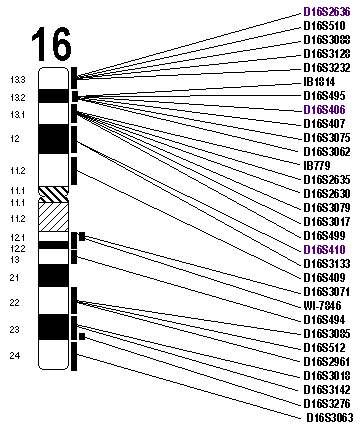 Chromosome 16